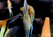 zzz_ Zucht -Gruppe Amapa-Rotrücken-Skalar - Pterophyllum scalare aqua-teck