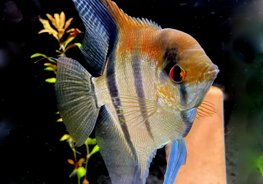 zzz_ Zucht -Gruppe Amapa-Rotrücken-Skalar - Pterophyllum scalare aqua-teck