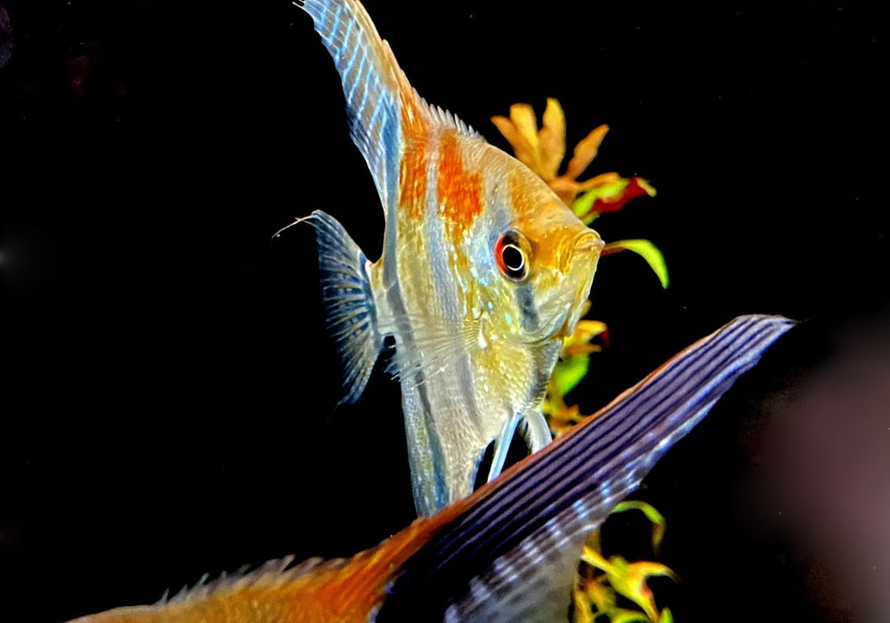 zzz_ Zucht -Gruppe Amapa-Rotrücken-Skalar - Pterophyllum scalare aqua-teck