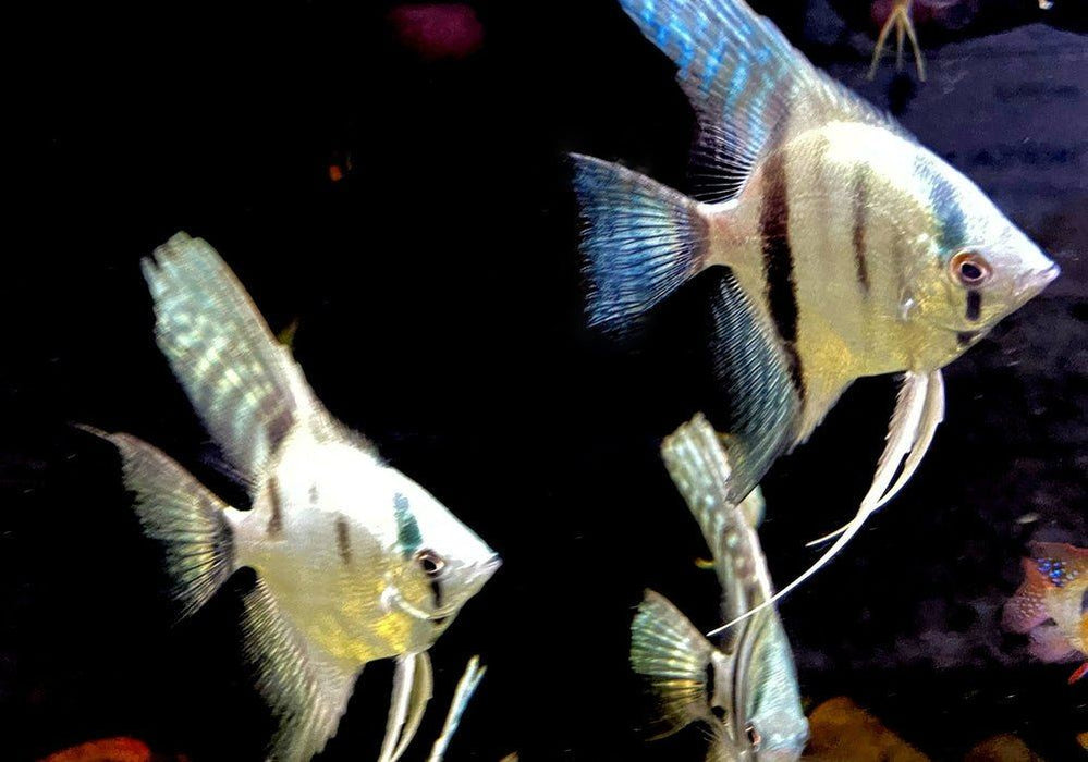 Blauer Skalar - Pterophyllum scalare aqua-teck