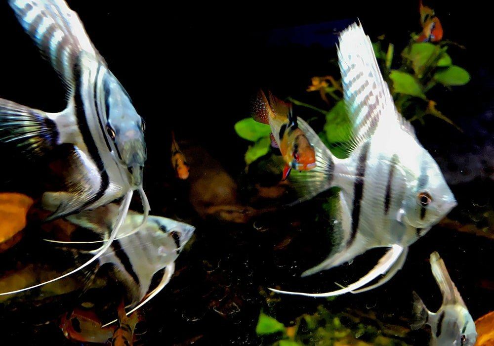 Blauer Skalar - Pterophyllum scalare aqua-teck