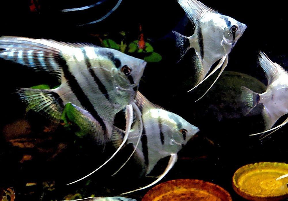 Blauer Skalar - Pterophyllum scalare aqua-teck