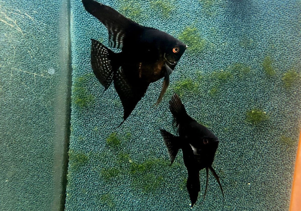 Skalar schwarz XXL - Pterophyllum scalare