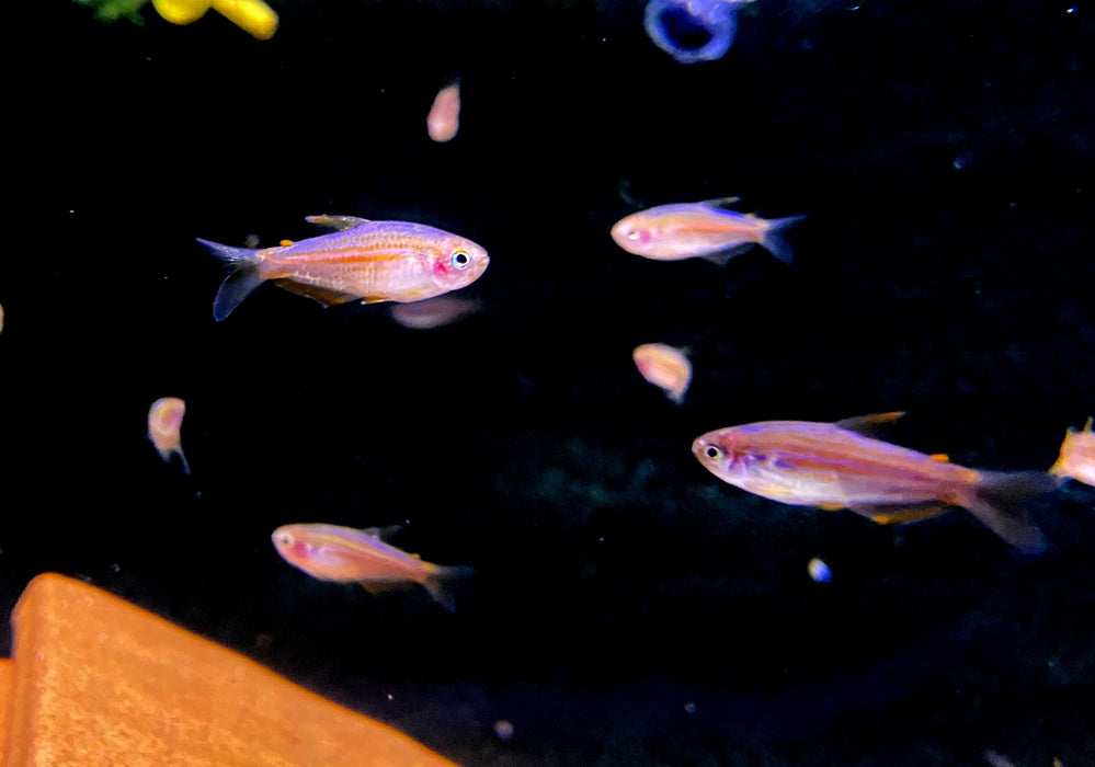 NEU - Purpurstreifen Königssalmler - Inpaichthys parauapiranga