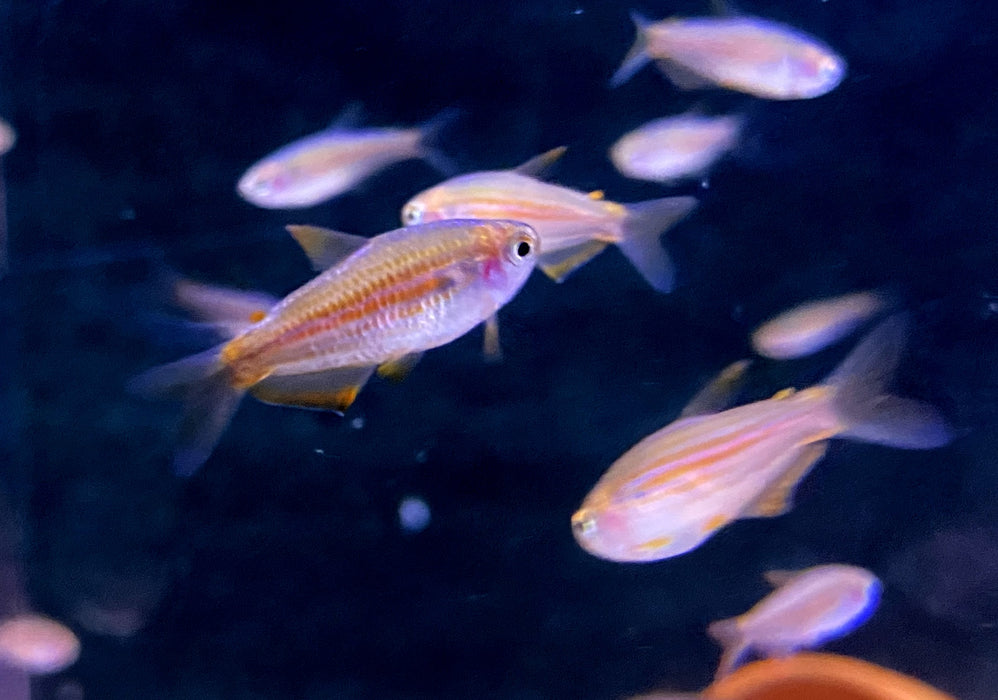 NEU - Purpurstreifen Königssalmler - Inpaichthys parauapiranga