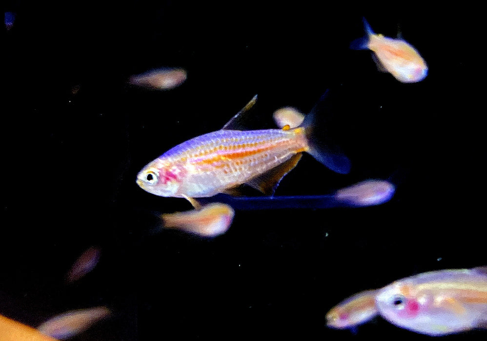 NEU - Purpurstreifen Königssalmler - Inpaichthys parauapiranga