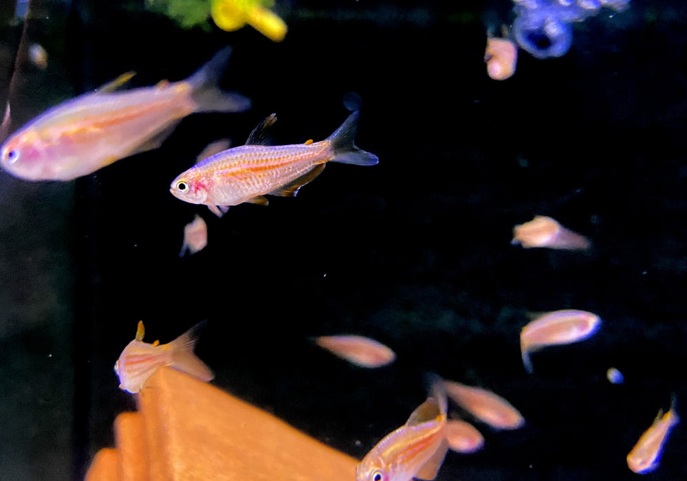 NEU - Purpurstreifen Königssalmler - Inpaichthys parauapiranga