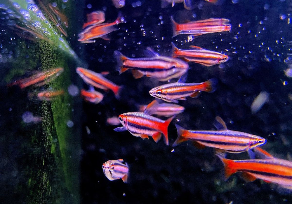 Purpurziersalmler - Nannostomus mortenthaleri