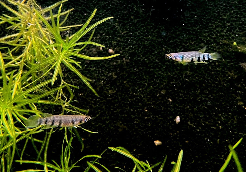 Querbandhechtling - Epiplatys dageti dageti aqua-teck