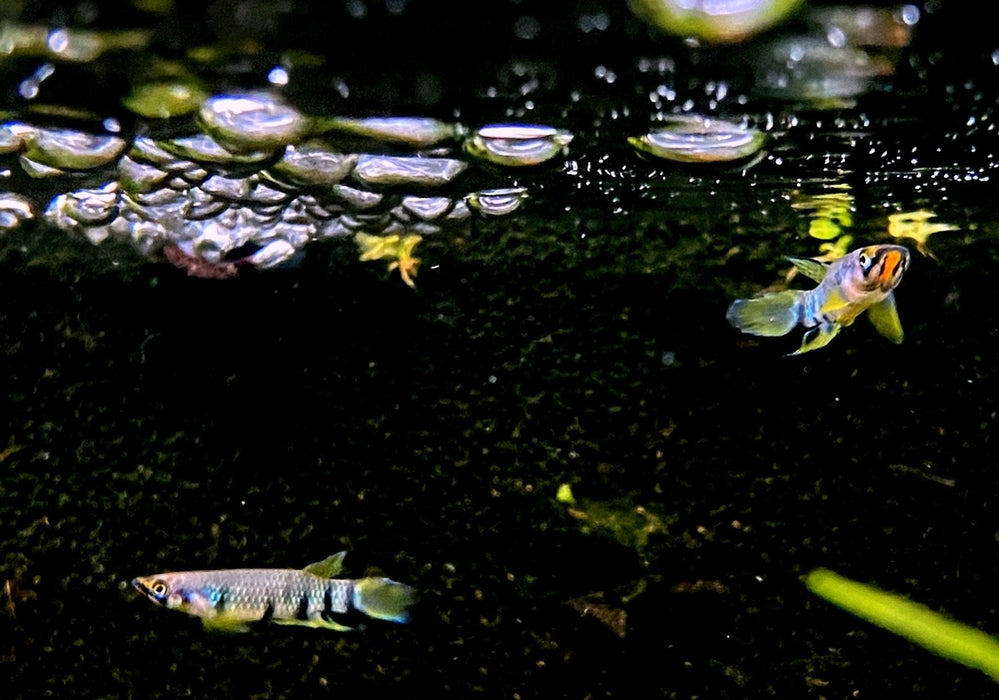 Querbandhechtling - Epiplatys dageti dageti aqua-teck