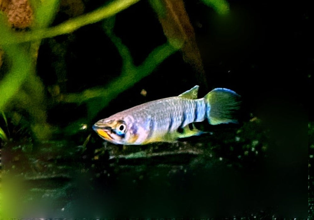 Querbandhechtling - Epiplatys dageti dageti aqua-teck