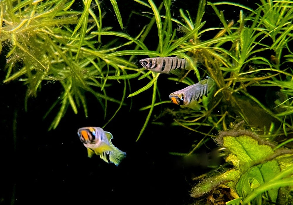 Querbandhechtling - Epiplatys dageti dageti aqua-teck