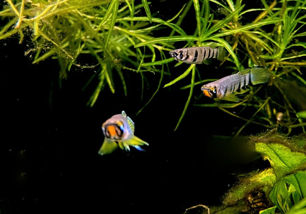 Querbandhechtling - Epiplatys dageti dageti aqua-teck