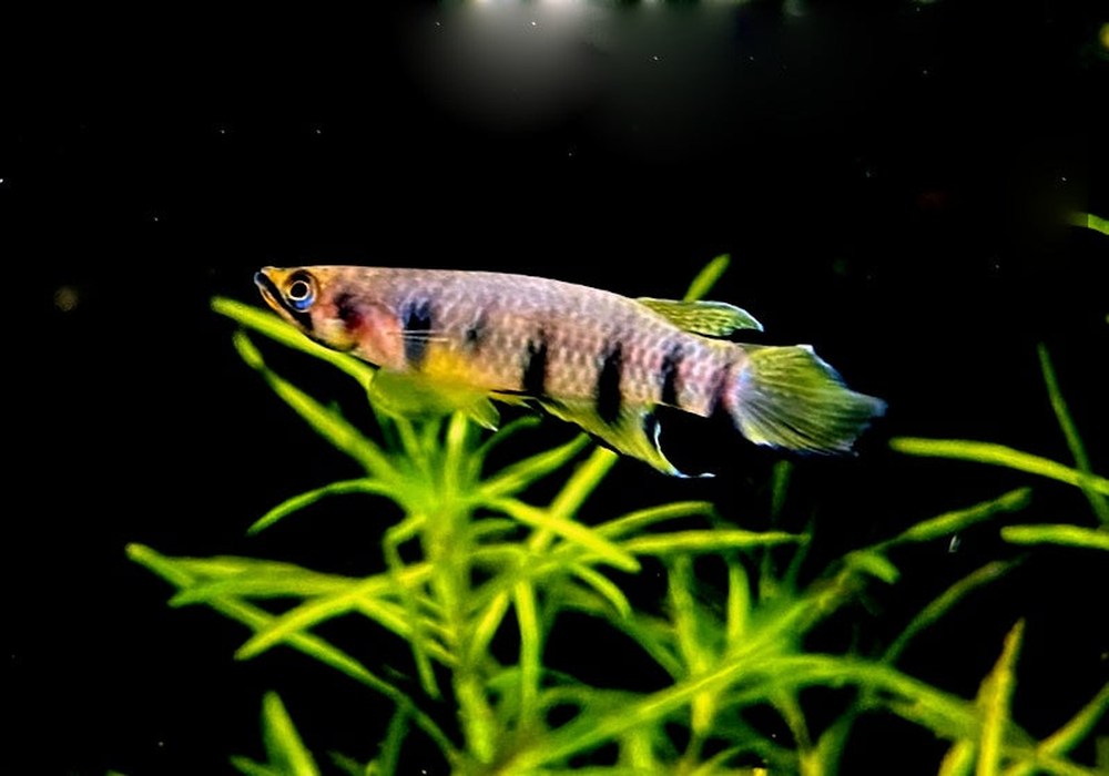 Querbandhechtling - Epiplatys dageti dageti aqua-teck