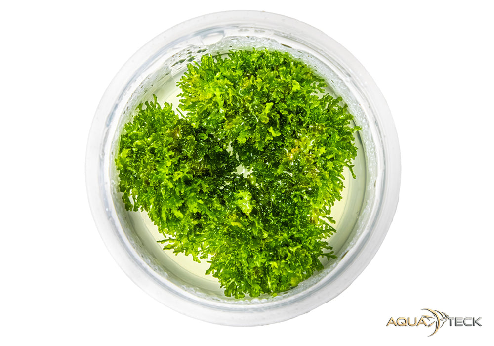 Riccardia chamedryfolia (InVitro)