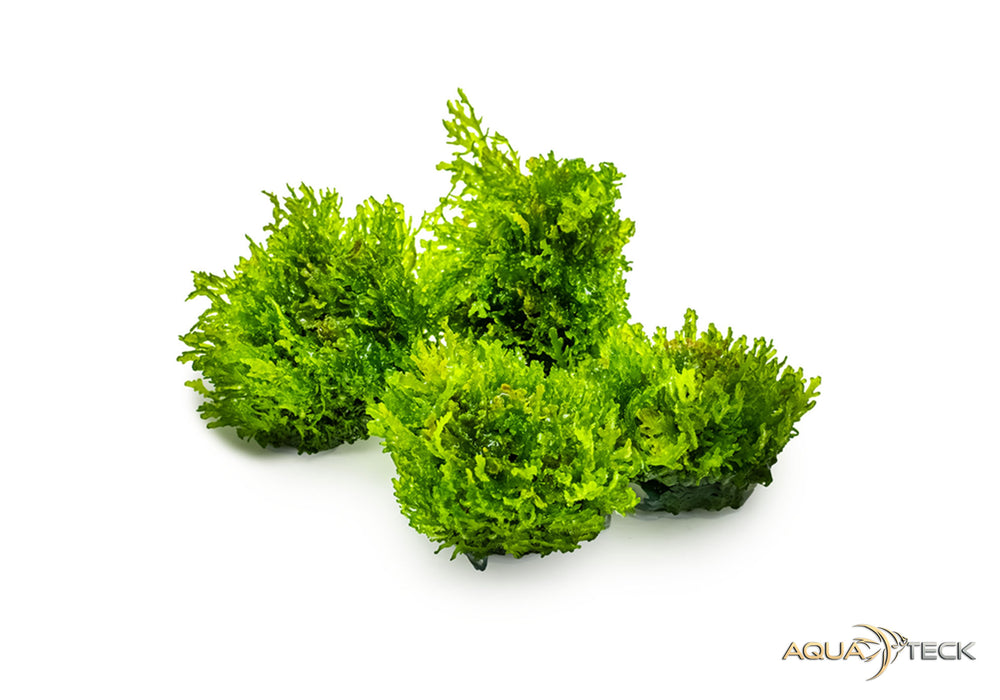 Riccardia chamedryfolia (InVitro)