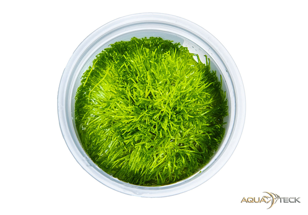 Riccia fluitans (InVitro)