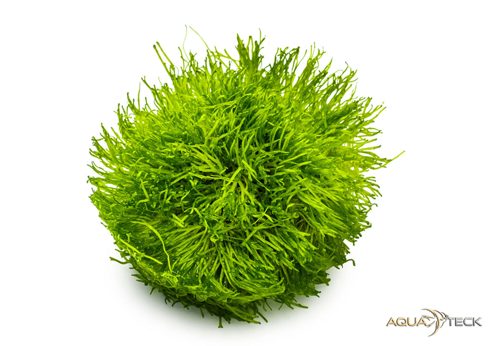 Riccia fluitans (InVitro)