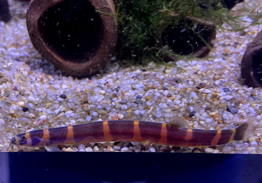 NEU - Riesendornauge XL - Pangio myersi (Riesen Dornauge)