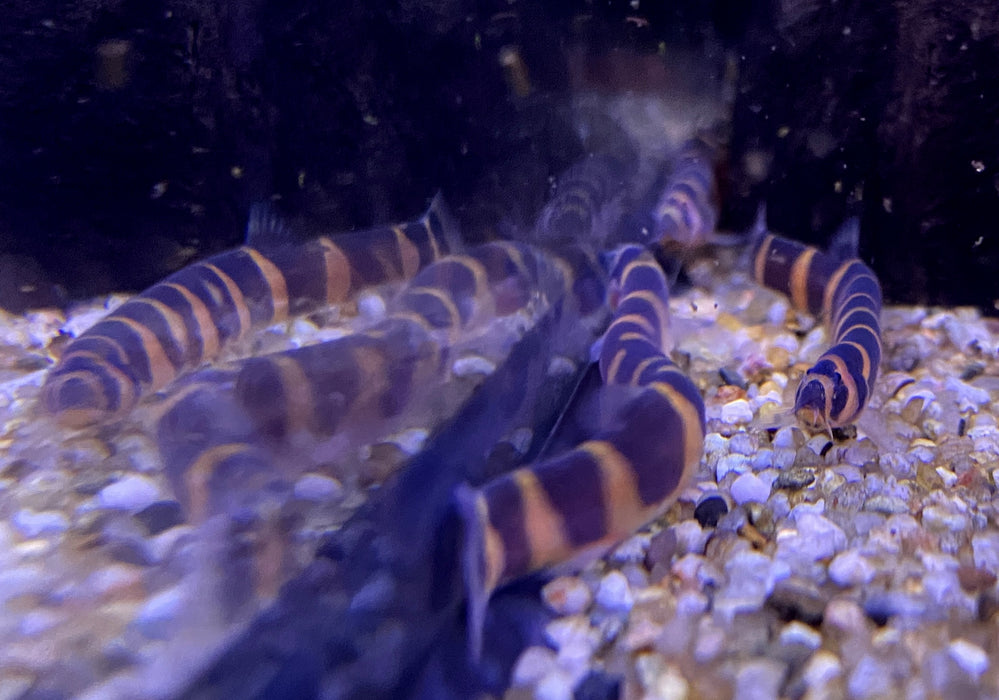NEU - Riesendornauge XL - Pangio myersi (Riesen Dornauge)