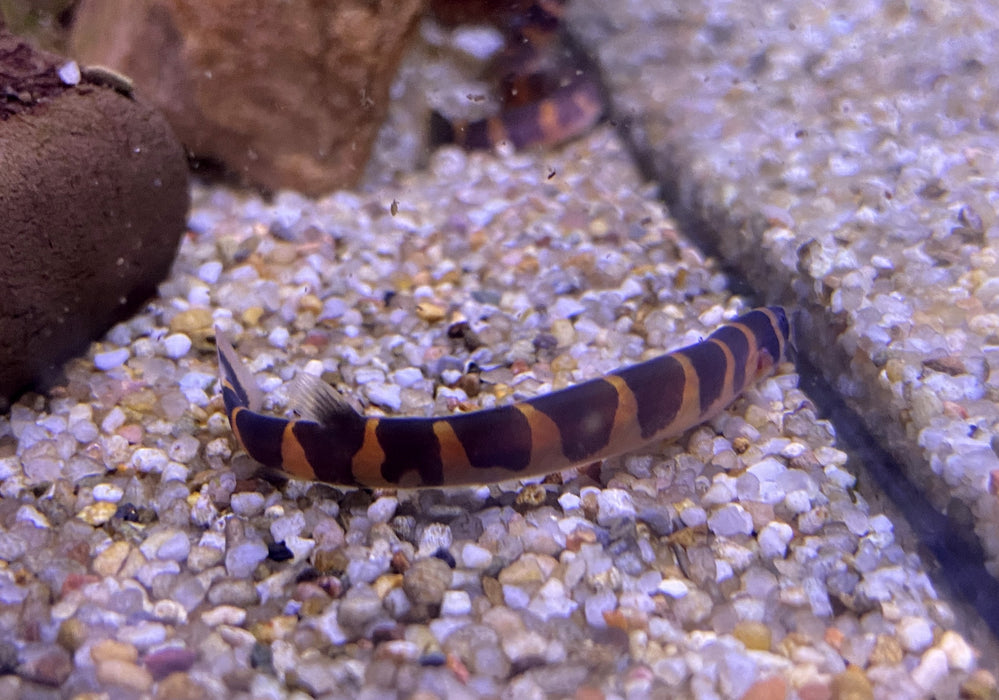 NEU - Riesendornauge XL - Pangio myersi (Riesen Dornauge)