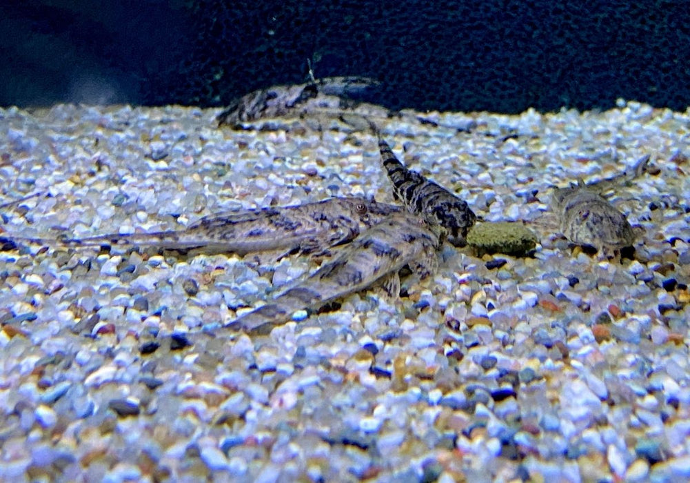 zzz_Kolumbien Hexenwels - Rineloricaria sp. colombia aqua-teck