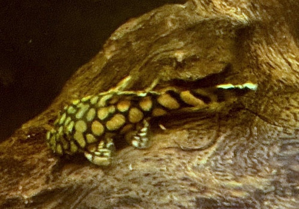 Wieder da! - Rio-Itenez-Wels - L519 Ancistrus sp. 