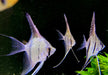 Rio Nanay  Peru-Altum-Skalar - Pterophyllum scalare