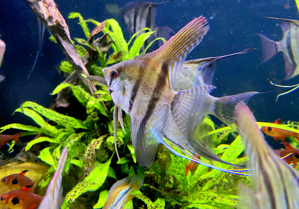 Rio Nanay  / Peru-Altum-Skalare - Pterophyllum scalare