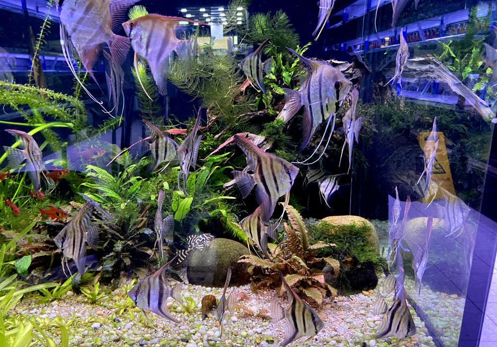 Rio Nanay  / Peru-Altum-Skalare - Pterophyllum scalare