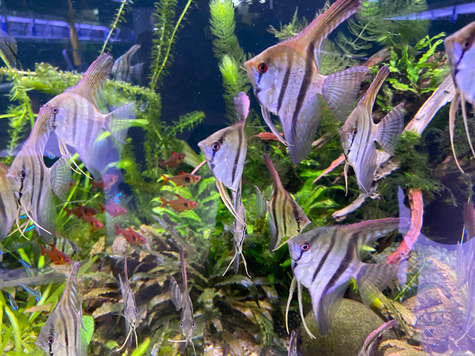 Rio Nanay  / Peru-Altum-Skalare - Pterophyllum scalare