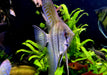 Rio Nanay  / Peru-Altum-Skalare - Pterophyllum scalare