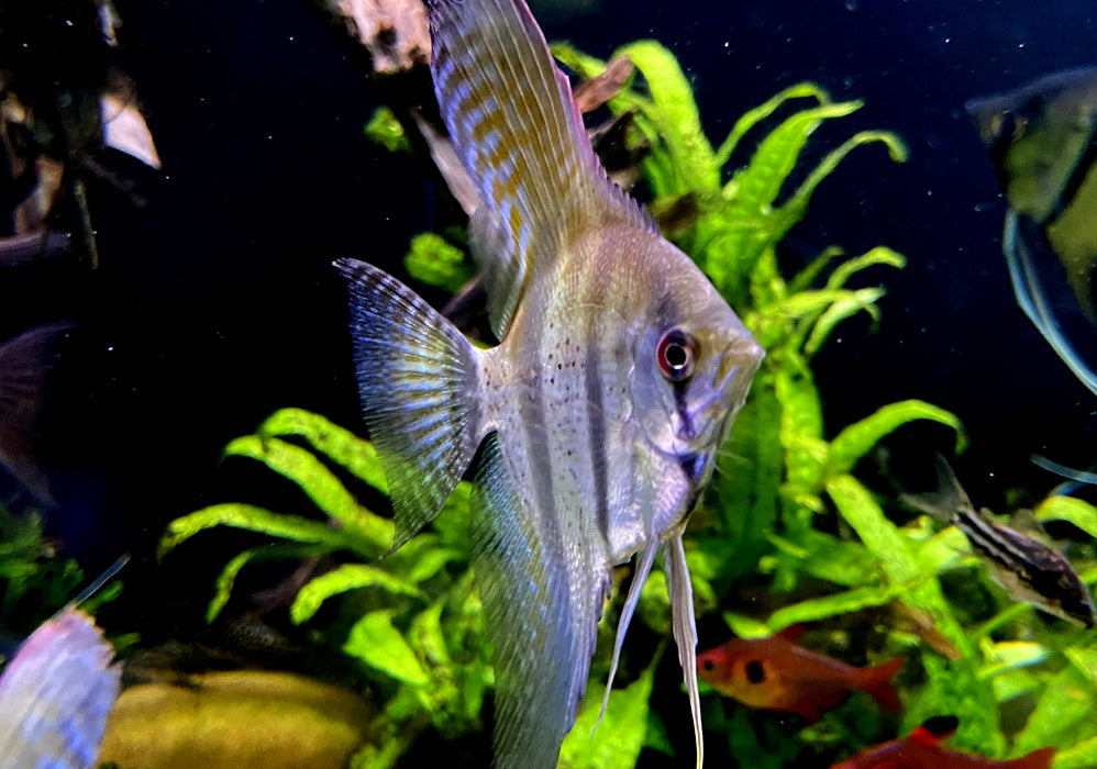 Rio Nanay  / Peru-Altum-Skalare - Pterophyllum scalare
