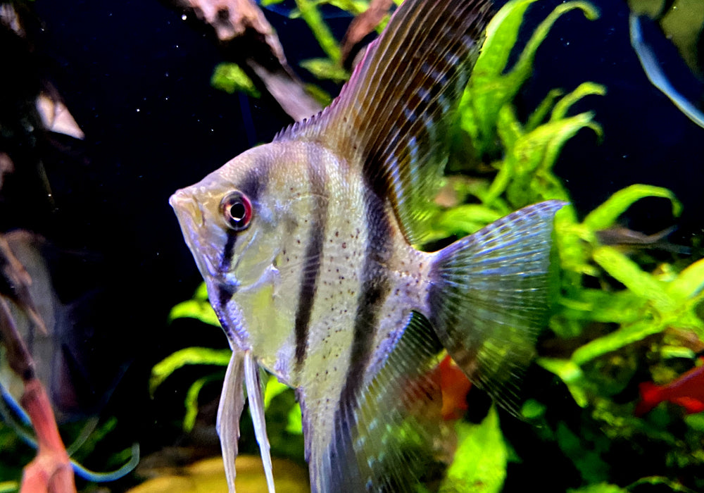 Rio Nanay  / Peru-Altum-Skalare - Pterophyllum scalare