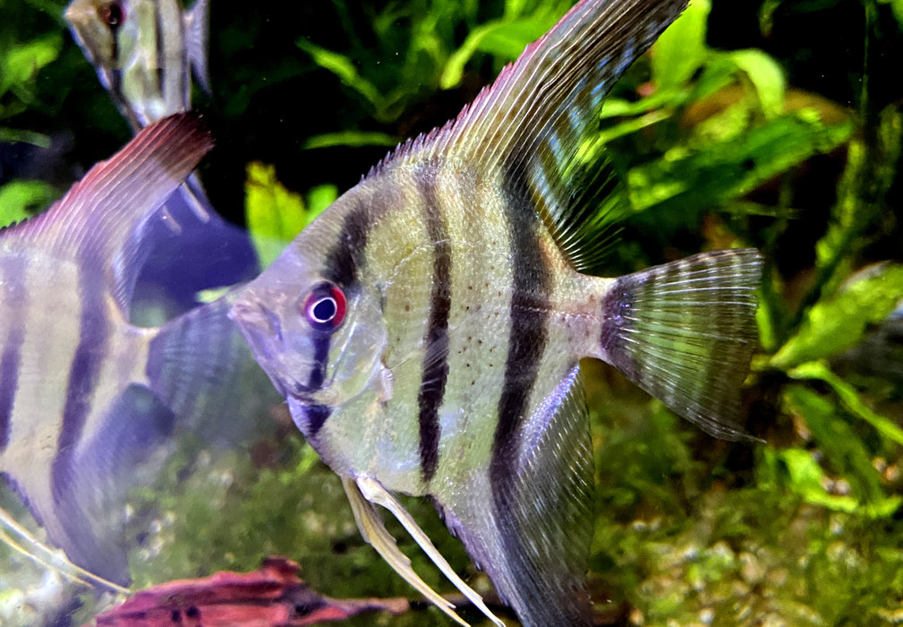 Rio Nanay  / Peru-Altum-Skalare - Pterophyllum scalare