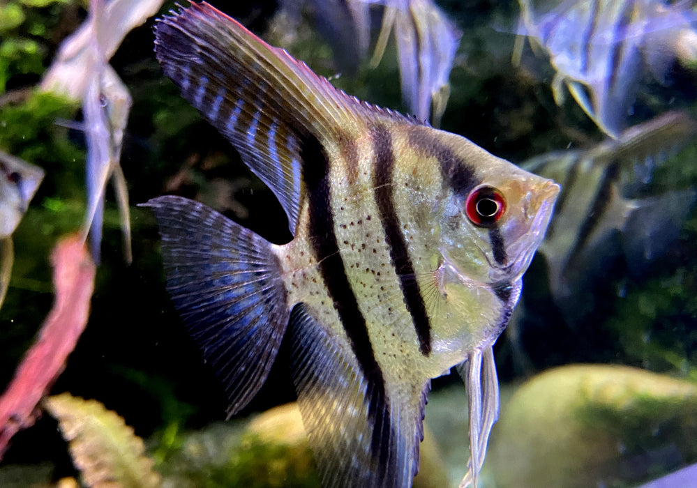 Rio Nanay  / Peru-Altum-Skalare - Pterophyllum scalare