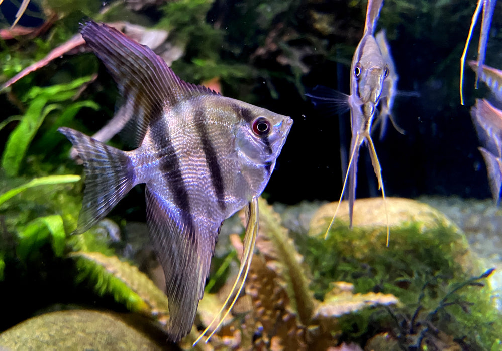 Rio Nanay  / Peru-Altum-Skalare - Pterophyllum scalare