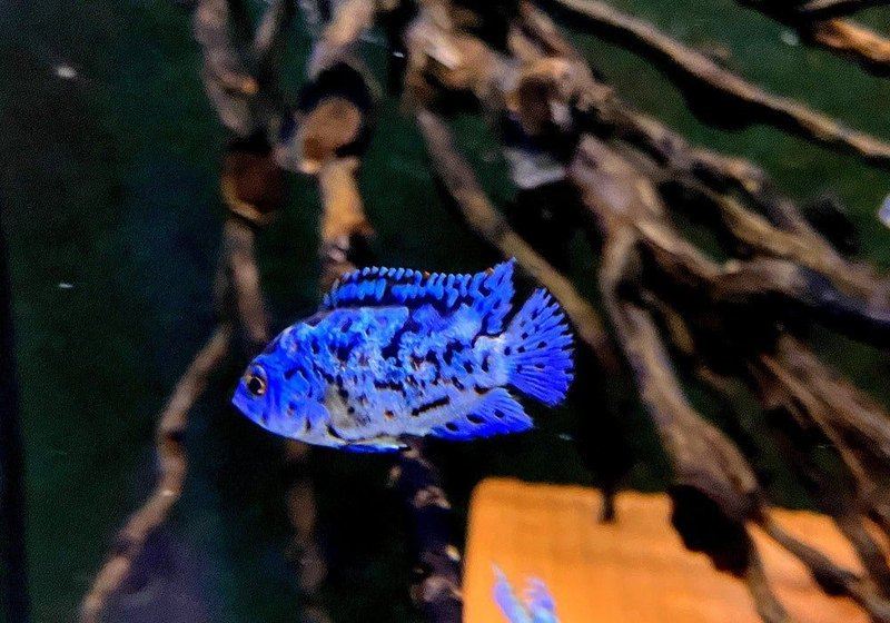 Wieder da! - Achtbindenbuntbarsch "Blue Dempsey" - Rocio octofasciatum aqua-teck
