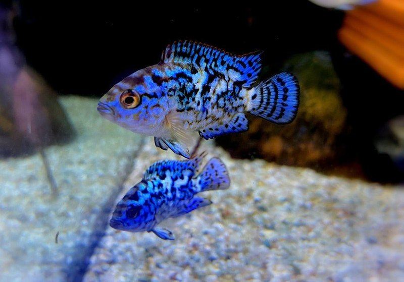 Wieder da! - Achtbindenbuntbarsch "Blue Dempsey" - Rocio octofasciatum aqua-teck