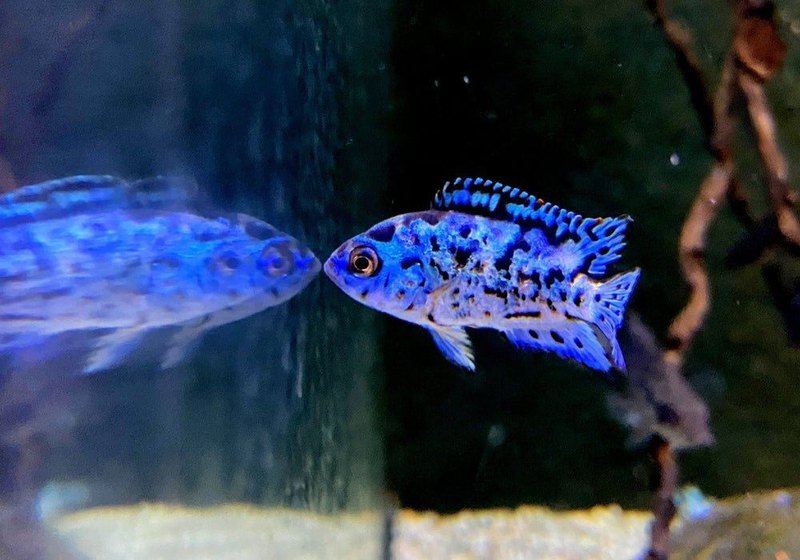Wieder da! - Achtbindenbuntbarsch "Blue Dempsey" - Rocio octofasciatum aqua-teck