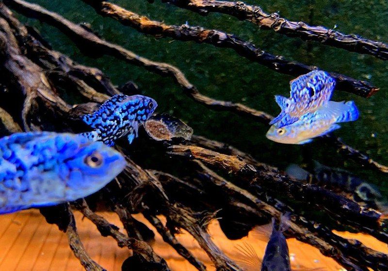 Wieder da! - Achtbindenbuntbarsch "Blue Dempsey" - Rocio octofasciatum aqua-teck