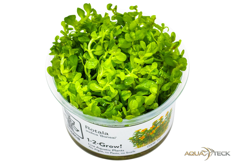 Rotala indica 'bonsai' (InVitro)