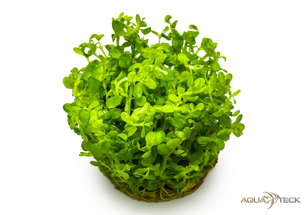 Rotala indica 'bonsai' (InVitro)