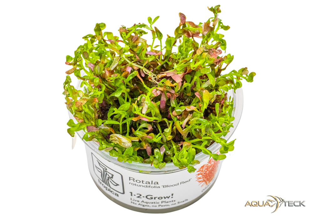 Rotala rotundifolia 'blood red' (InVitro)