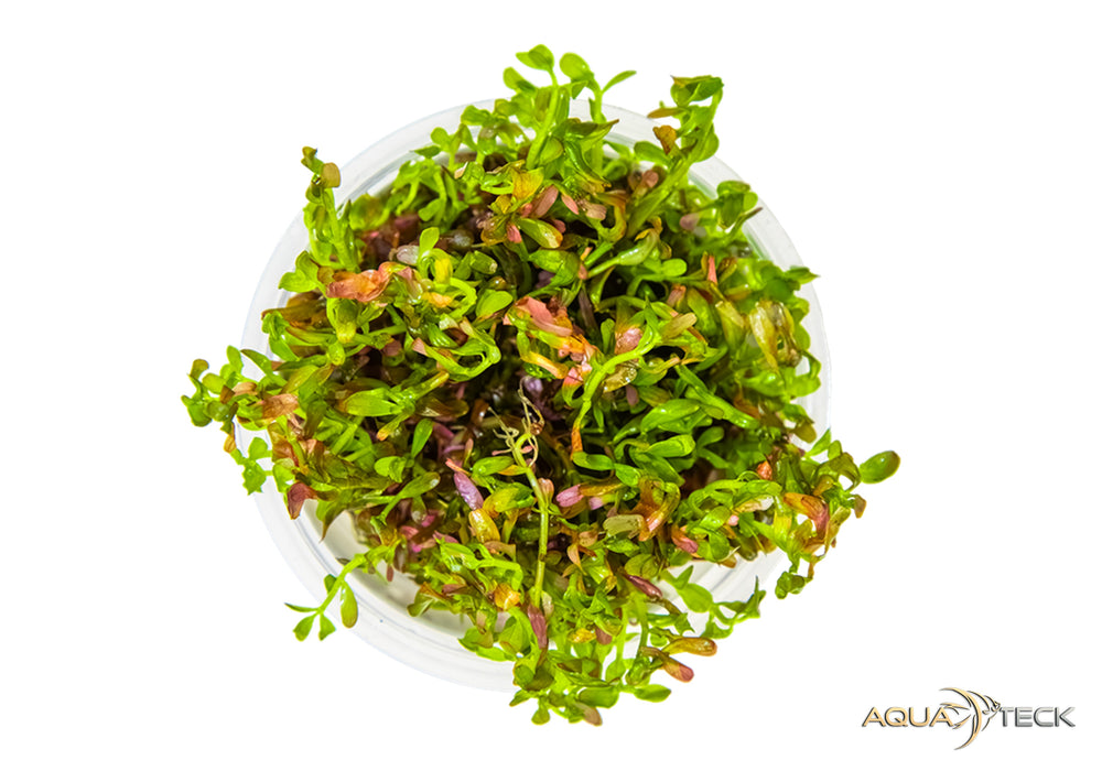 Rotala rotundifolia 'blood red' (InVitro)
