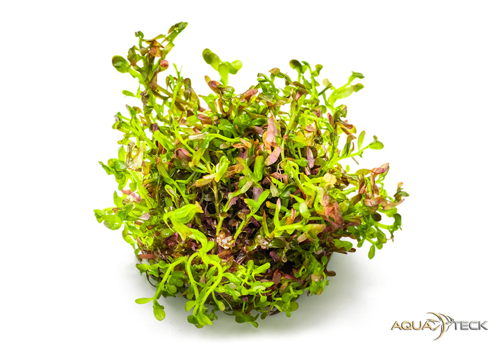 Rotala rotundifolia 'blood red' (InVitro)