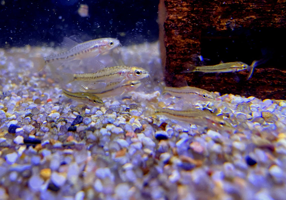 NEU - Rote 'Rosy' Zwergschmerle, Physoschistura mango (Yunnanilus sp. Rosy)