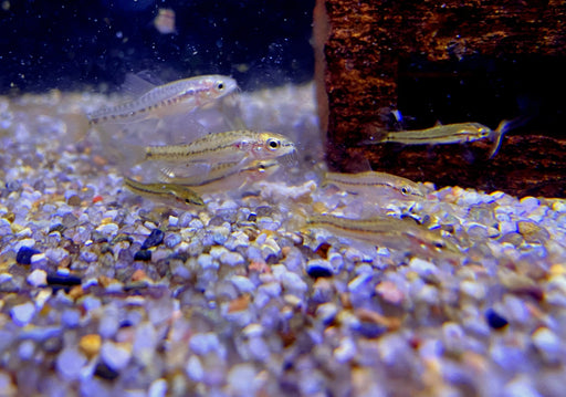 NEU - Rote 'Rosy' Zwergschmerle, Physoschistura mango (Yunnanilus sp. Rosy)