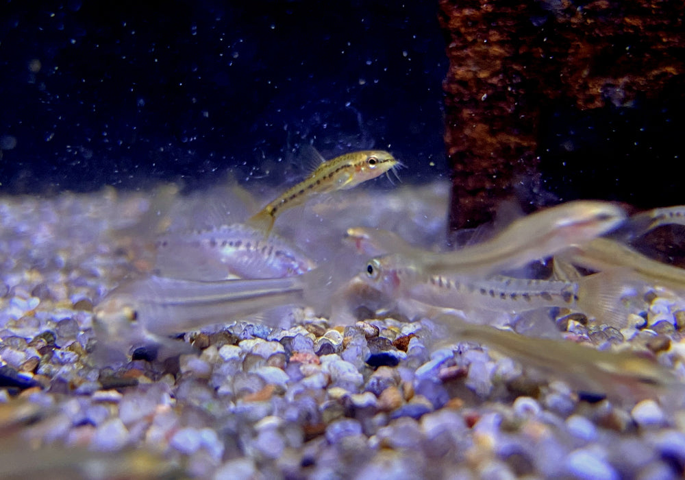 NEU - Rote 'Rosy' Zwergschmerle, Physoschistura mango (Yunnanilus sp. Rosy)