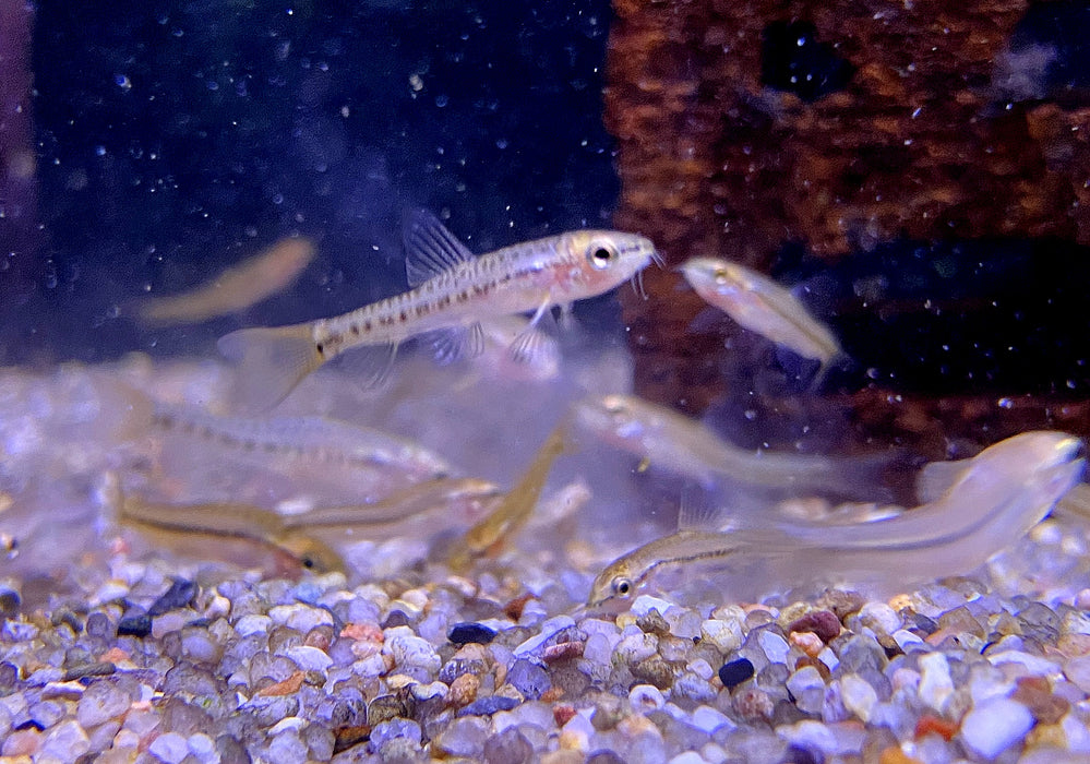 NEU - Rote 'Rosy' Zwergschmerle, Physoschistura mango (Yunnanilus sp. Rosy)